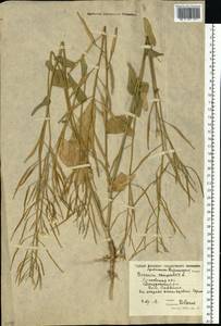 Brassica rapa subsp. sylvestris (L.) Janch., Eastern Europe, Moscow region (E4a) (Russia)