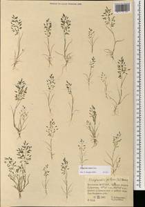 Eragrostis minor Host, Mongolia (MONG) (Mongolia)