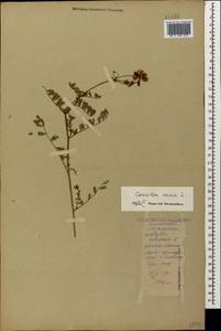 Coronilla varia L., Caucasus, Black Sea Shore (from Novorossiysk to Adler) (K3) (Russia)