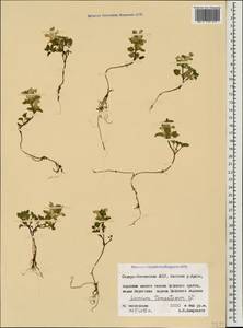 Lamium tomentosum Willd., Caucasus, North Ossetia, Ingushetia & Chechnya (K1c) (Russia)