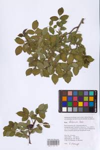 Rosa balsamica Besser, Eastern Europe, Lower Volga region (E9) (Russia)