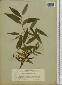 Salix silesiaca Willd., Eastern Europe, Latvia (E2b) (Latvia)