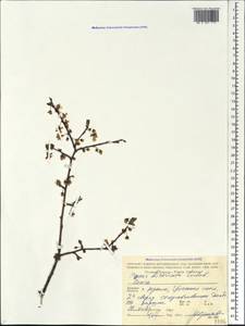 Prunus cerasifera Ehrh., Caucasus, Black Sea Shore (from Novorossiysk to Adler) (K3) (Russia)