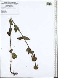 Clinopodium vulgare L., Eastern Europe, Central region (E4) (Russia)