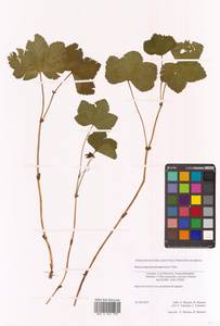 Rubus chamaemorus L., Siberia, Russian Far East (S6) (Russia)