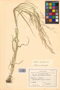 Agrostis clavata Trin., Siberia, Russian Far East (S6) (Russia)