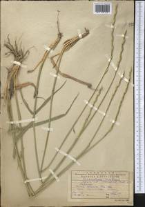 Thinopyrum intermedium (Host) Barkworth & D.R.Dewey, Middle Asia, Western Tian Shan & Karatau (M3) (Kazakhstan)