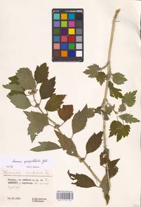 MHA 0 154 610, Leonurus quinquelobatus Gilib., Eastern Europe, Lithuania (E2a) (Lithuania)