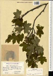 Acer hyrcanum, Caucasus, Georgia (K4) (Georgia)