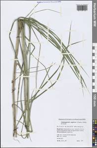 Achnatherum calamagrostis (L.) P.Beauv., Siberia, Baikal & Transbaikal region (S4) (Russia)