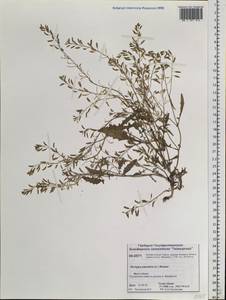Rorippa palustris (L.) Besser, Siberia, Central Siberia (S3) (Russia)