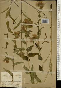 Campanula glomerata subsp. speciosa (Hornem. ex Spreng.) Domin, South Asia, South Asia (Asia outside ex-Soviet states and Mongolia) (ASIA) (China)