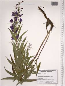 Chamaenerion angustifolium (L.) Scop., Siberia, Central Siberia (S3) (Russia)