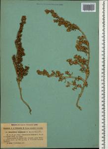 Halanthium kulpianum (K. Koch) Bunge, Caucasus, Armenia (K5) (Armenia)