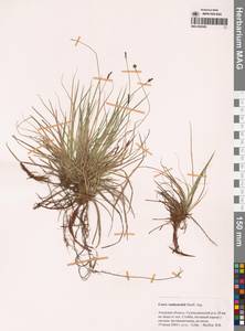 Carex vanheurckii Müll.Arg., Siberia, Russian Far East (S6) (Russia)