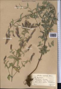 Mentha longifolia var. asiatica (Boriss.) Rech.f., Middle Asia, Western Tian Shan & Karatau (M3) (Kazakhstan)