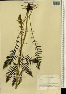 Pedicularis incarnata L., Siberia, Western Siberia (S1) (Russia)