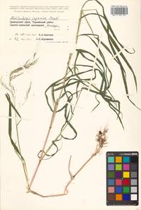 Muhlenbergia japonica Steud., Siberia, Russian Far East (S6) (Russia)