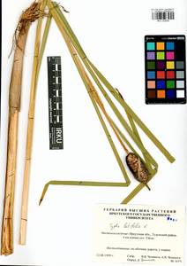 Typha latifolia L., Siberia, Baikal & Transbaikal region (S4) (Russia)
