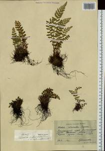 Woodsia subcordata Turcz., Siberia, Russian Far East (S6) (Russia)