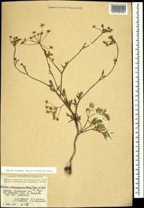 Bunium microcarpum (Boiss.) Freyn & Sint. ex Freyn, Caucasus, Armenia (K5) (Armenia)