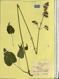 Salvia nutans L., Eastern Europe, Central forest-and-steppe region (E6) (Russia)