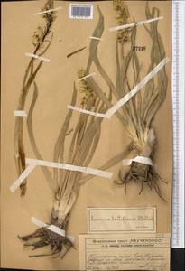 Eremurus lactiflorus O.Fedtsch., Middle Asia, Western Tian Shan & Karatau (M3) (Kazakhstan)