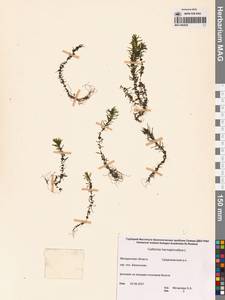 Callitriche hermaphroditica L., Siberia, Chukotka & Kamchatka (S7) (Russia)