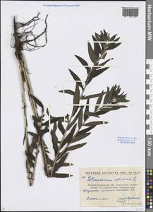 Lithospermum officinale L., Eastern Europe, North Ukrainian region (E11) (Ukraine)