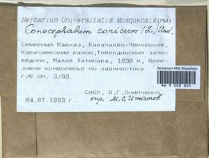 Conocephalum conicum (L.) Dumort., Bryophytes, Bryophytes - North Caucasus & Ciscaucasia (B12) (Russia)