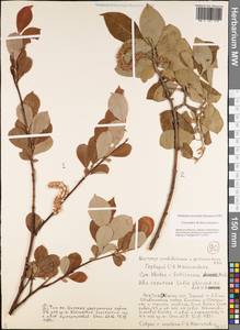 Salix abscondita Laksch., Siberia, Yakutia (S5) (Russia)