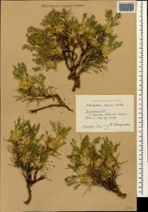Astragalus aureus Willd., Caucasus, Armenia (K5) (Armenia)