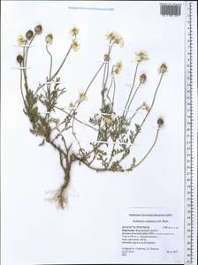 Anthemis ruthenica M. Bieb., Middle Asia, Western Tian Shan & Karatau (M3) (Kyrgyzstan)