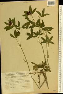 Trifolium medium L., Eastern Europe, Eastern region (E10) (Russia)