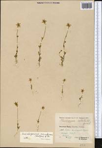Lomatogonium carinthiacum (Wulfen) Reichenb., Middle Asia, Pamir & Pamiro-Alai (M2) (Tajikistan)