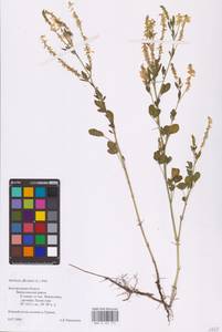 Melilotus officinalis (L.) Lam., Eastern Europe, Central forest-and-steppe region (E6) (Russia)