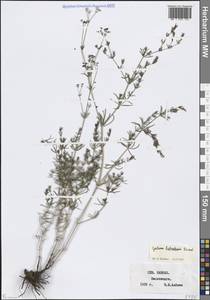 Galium xeroticum (Klokov) Pobed., Caucasus, Stavropol Krai, Karachay-Cherkessia & Kabardino-Balkaria (K1b) (Russia)