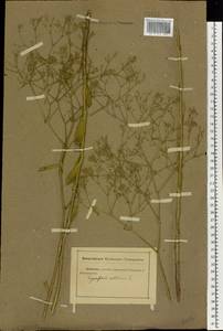 Gypsophila altissima L., Eastern Europe, Rostov Oblast (E12a) (Russia)