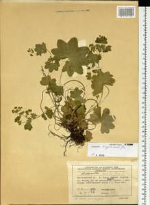 Alchemilla altaica Juz., Siberia, Central Siberia (S3) (Russia)