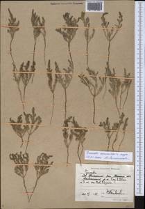 Suaeda acuminata (C. A. Mey.) Moq., Middle Asia, Caspian Ustyurt & Northern Aralia (M8) (Kazakhstan)