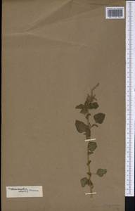 Amaranthus blitum L., America (AMER) (Not classified)