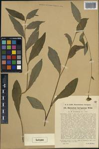 Hieracium laevigatum Willd., Western Europe (EUR) (Austria)
