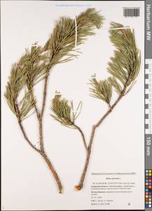 Pinus sylvestris L., Siberia, Russian Far East (S6) (Russia)