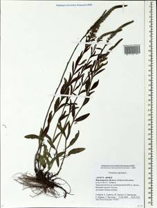 Veronica spicata L., Eastern Europe, Central forest-and-steppe region (E6) (Russia)