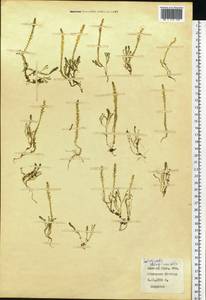 Selaginella selaginoides (L.) P.Beauv. ex Mart. & Schrank, Eastern Europe, Northern region (E1) (Russia)