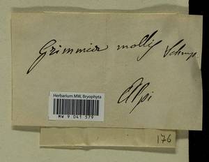 Grimmia mollis Bruch & Schimp., Bryophytes, Bryophytes - Western Europe (BEu) (Not classified)