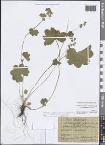 Alchemilla baltica Sam. ex Juz., Eastern Europe, Moscow region (E4a) (Russia)