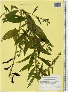 Carpesium abrotanoides L., Caucasus, Black Sea Shore (from Novorossiysk to Adler) (K3) (Russia)