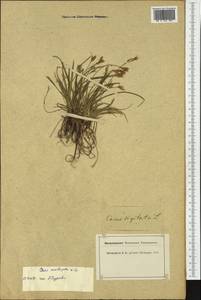 Carex ornithopoda Willd., Western Europe (EUR) (Switzerland)