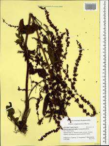 Rumex conglomeratus Murray, Caucasus, Krasnodar Krai & Adygea (K1a) (Russia)